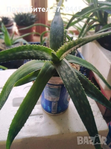 Лечебно Алое Вера, снимка 6 - Стайни растения - 37624538