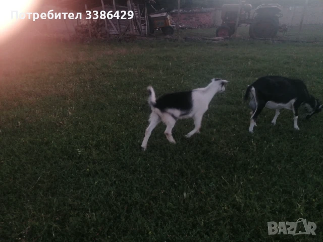 Ярета и пръчове , снимка 10 - Кози - 51078813