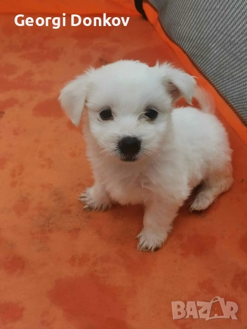 Продавам Чисто Кръвни Болонки