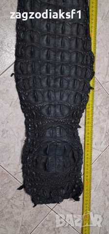 Кожа от гръб на Крокодил 153,5 см., снимка 4 - Колекции - 52801971