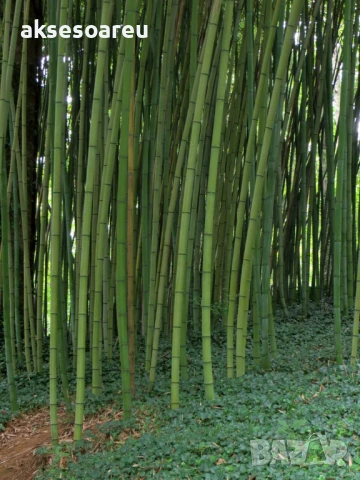Качествени малки Семена от бамбук Bambusa arundinacea бързо растящи растения за дома бамбуков разсад, снимка 17 - Сортови семена и луковици - 50482087