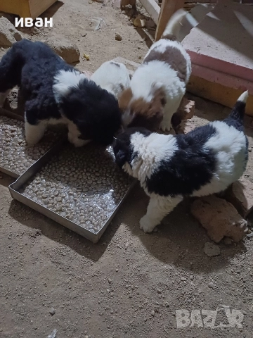 бок каракачанки, снимка 4 - Каракачанска овчарка - 52730293