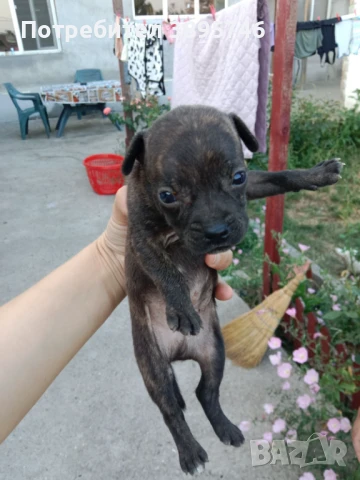 Продавам пинчери, снимка 1