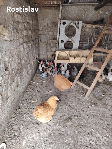 породисти кокошки , снимка 6 - Кокошки и пуйки - 53486745