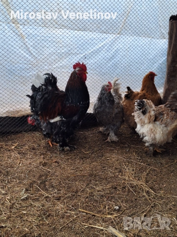 Продавам оплодени яйца от голям  кохин, снимка 5 - Кокошки и пуйки - 53650713