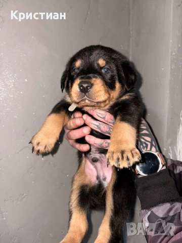 Продавам Чистокръвни Добермани , снимка 4 - Доберман - 53694238