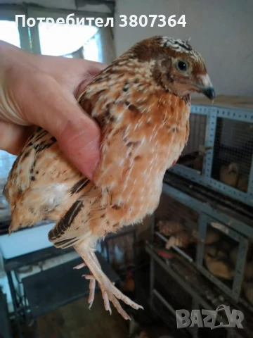 Продавам мъжки Манджурски и Тексаски Бройлерен пътпъдъци 3 лева за брой , снимка 6 - Кокошки и пуйки - 51025907