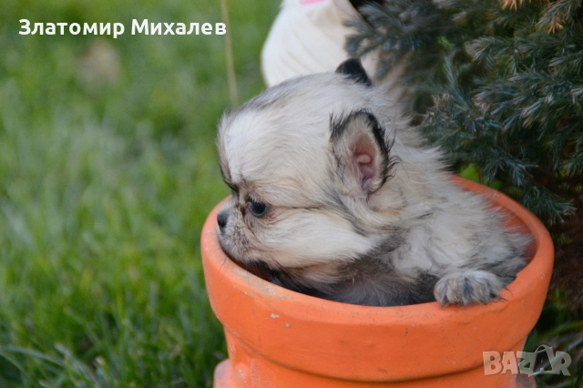 Търсим готини мадами, снимка 4 - Чихуахуа - 52983004