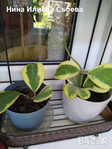 Хоя, восъчно цвете Krinkle, Krimson Queen,Kerrii,Trikolor, Sigillatis,Memoria,Gracilis , Red flower , снимка 4 - Стайни растения - 38144799