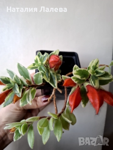 Колумнея, columnea hirta variegata, снимка 4 - Стайни растения - 52972499