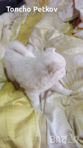 померани мини шпиц , снимка 3 - Померан - 53083246