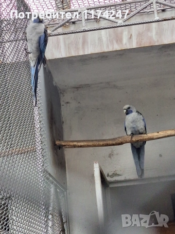 Сини пенантови розели, снимка 3 - Папагали - 52571258