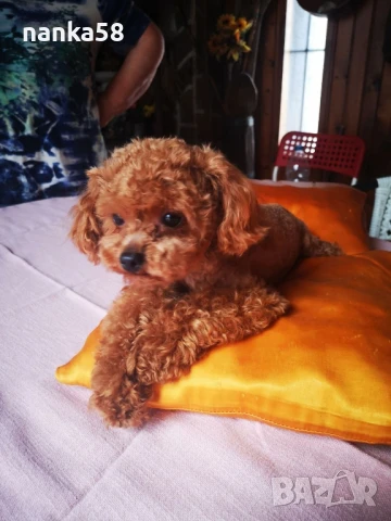 Той пудел за разплод