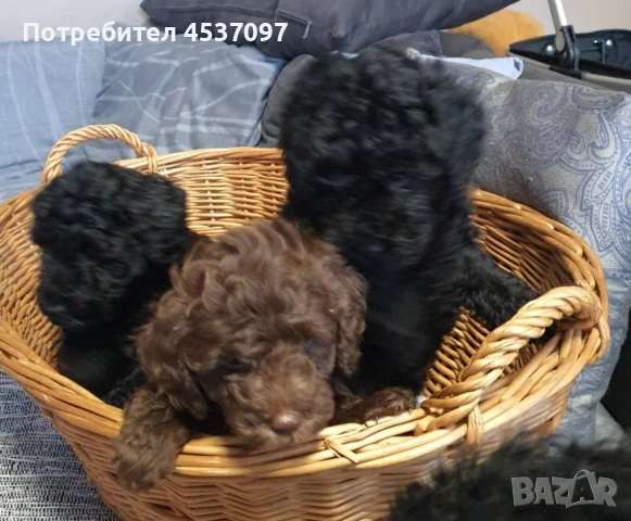 Той / Мини пудел, снимка 1