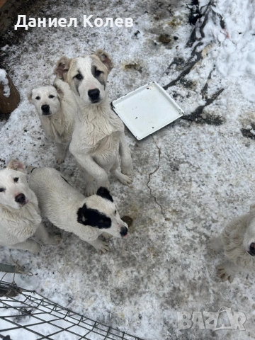 Продавам женски алабаи, снимка 3 - Алабай - 53400045