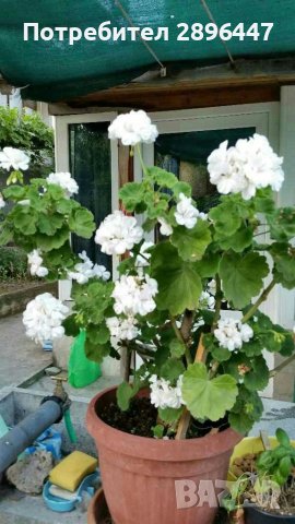 Разкошно бяло мушкато Намалено!, снимка 2 - Стайни растения - 41373576