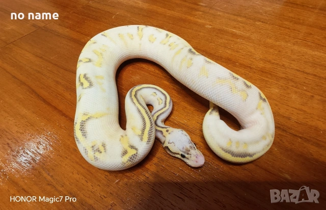 Кралски питони (Python Regius) 