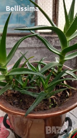 Алое, снимка 1