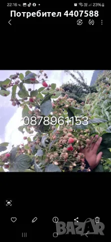 Расзад ягоди и малини , снимка 13 - Разсади - 49590414