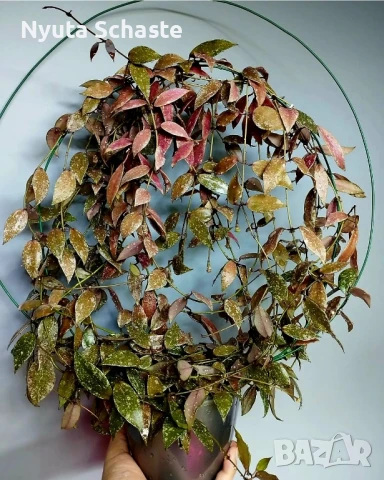 Хоя Hoya Lacunosa red leaf/splash from Lao , снимка 1