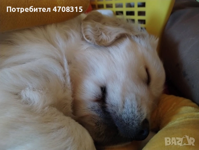 Голдън ретривър момче родословен баща ваксина, снимка 5 - Голдън ретривър - 53094906