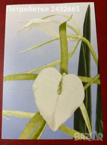 2336к. Нидерландия 2024 = “ Флора  от остров Бонер. “ , картички, снимка 2 - Филателия - 48315798