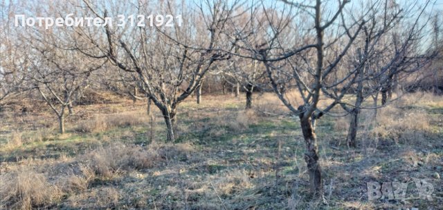 Земеделска земя за продажба в района на с.Беласица , снимка 6 - Земеделска земя - 39577960