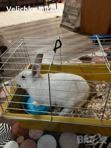  Декоративно Бяло Зайче на 6 месеца, снимка 2 - Други животни - 53488893