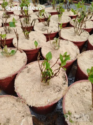 Хортензия Мадам Емили Мулиер, Hydrangea mac.Madame Emile Mouillere за сянка!!!, снимка 10 - Градински цветя и растения - 49691479