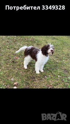 кучета за трюфели, снимка 3 - Други - 42407447