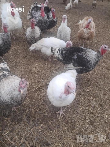 Млади пуйки и пуяци за разплод, снимка 4 - Кокошки и пуйки - 53629388