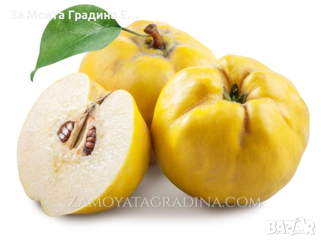 Дюля, снимка 4 - Градински цветя и растения - 53634190