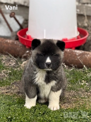 Америкаска акита женски и женско, снимка 7 - Акита - 53165395