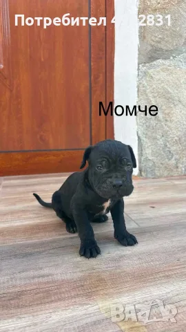 Кане Корсо  на 45 дена, снимка 4 - Кане корсо - 56260043