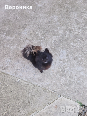 мини момиче черна перла 1.600кг , снимка 7 - Померан - 52698902
