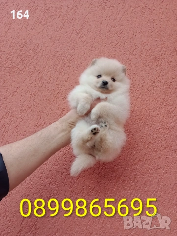 Момичета. Померани., снимка 2 - Померан - 53524180