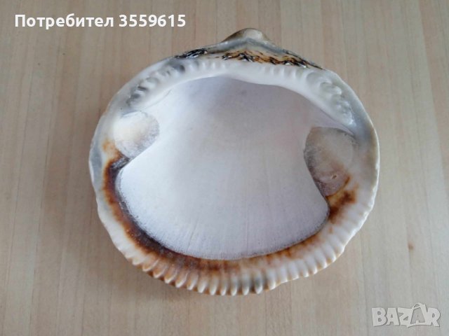 океанска мида от Португалия, снимка 1