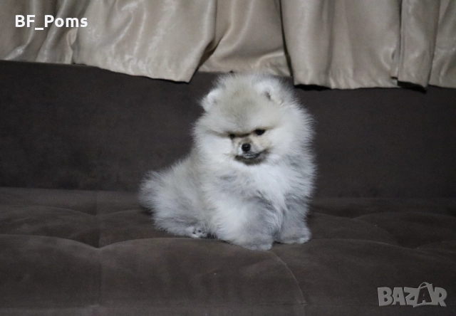 Страхотно момченце померан с родословие FCI, снимка 6 - Померан - 52918943