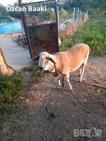 коч на за разплод, снимка 1