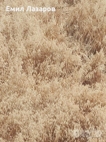 Овес,жито,третикале, снимка 5 - Коне - 51225144