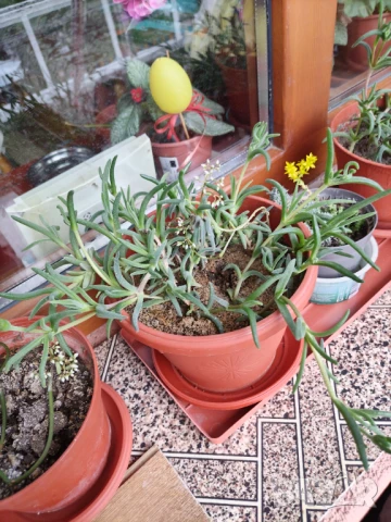 Продавам диплосперма/калдъръмче и диви суколенти, снимка 2 - Стайни растения - 50921125