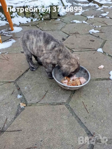 Женски кангал Анадолска овчарка, снимка 4 - Кангал - 53522638