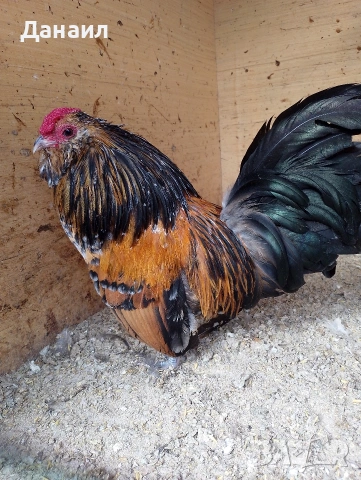 Антверпенска брадата бантамка