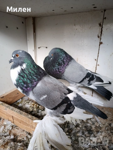 Млади Померания 24,25 година , снимка 3 - Гълъби - 53177160