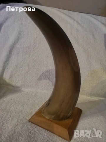 Колекционерски рог от говедо. 