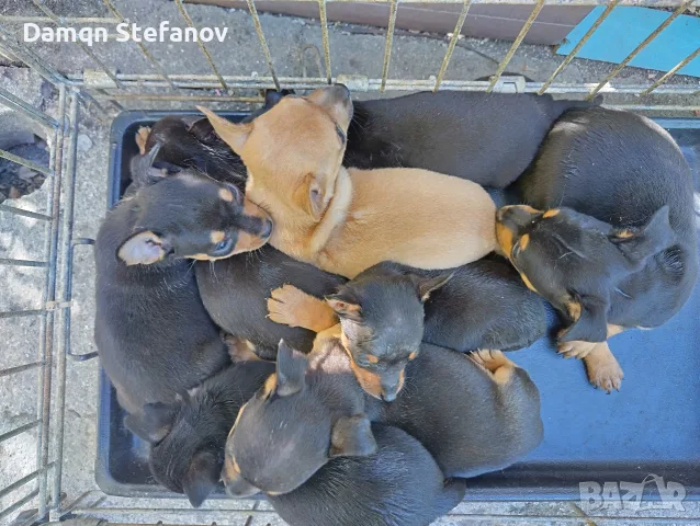 продавам мини пинчери , снимка 3 - Пинчер - 55747549