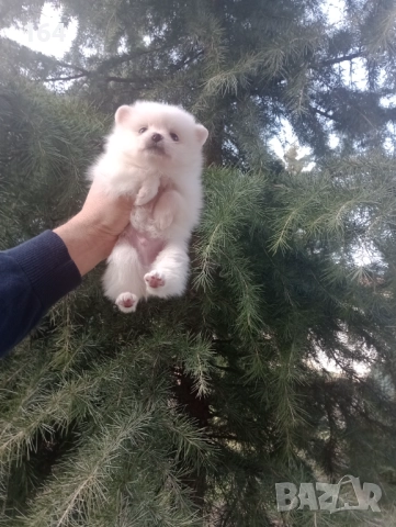 Бели мъжки и женски Померани. Реални снимки от 02.01.26 г. , снимка 12 - Померан - 52932942