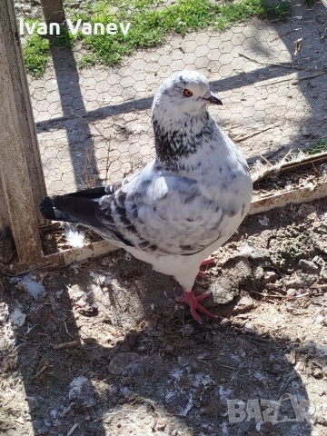 кинг, снимка 3 - Гълъби - 53845582
