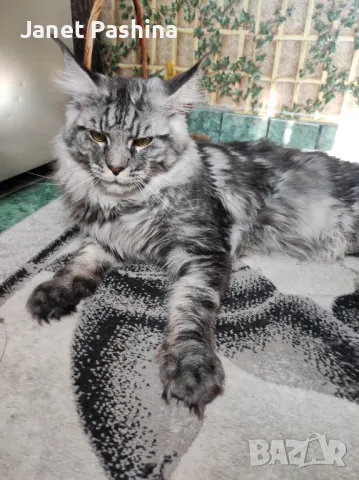 Мейн Куун котарак за разплод , снимка 4 - Търси партньор - 48431806