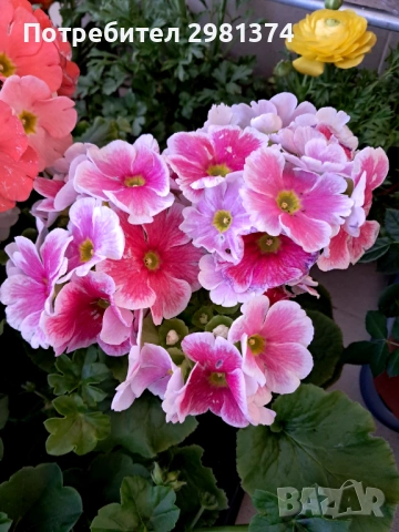 Примула(Стайна иглика), снимка 5 - Стайни растения - 53698710